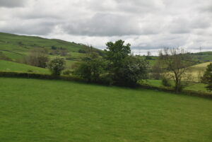 SD5896 : Pasture and hedge