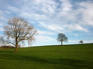 SD5896 : Trees near Beck Houses