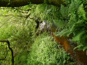 SD9801 : Staly Brook, Castle Clough