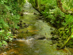 SD9801 : Stalybridge Country Park, Staly Brook