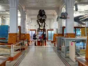 SJ8496 : Manchester Museum Fossils Gallery