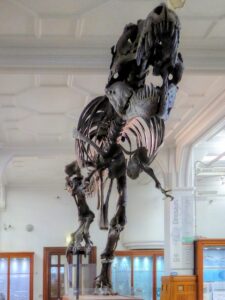 SJ8496 : Stan the Tyrannosaurus rex