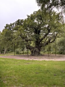 SK6267 : Sherwood Forest, The Queen Oak (Major Oak)