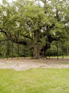 SK6267 : The Major Oak, Sherwood Forest