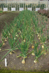 ST3505 : Kitchen garden - Forde Abbey