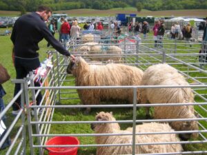 ST6516 : Sherborne Castle Country Fair