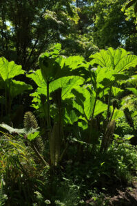 ST6603 : Gunnera, Minterne Gardens