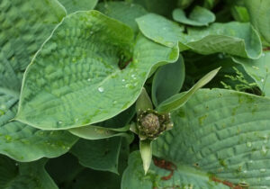 ST6603 : Hosta sieboldiana, Minterne Gardens