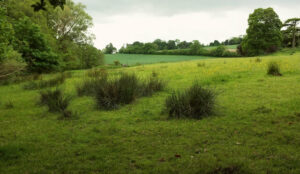 ST6603 : Rushy field, Minterne Gardens