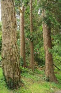 ST6603 : Trees, Minterne Gardens