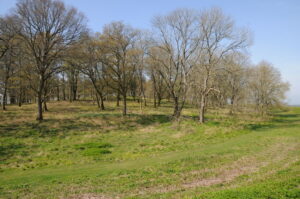 ST9603 : Trees on Badbury Rings