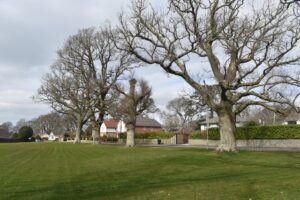 SU0100 : Line of trees beside Boundary Drive