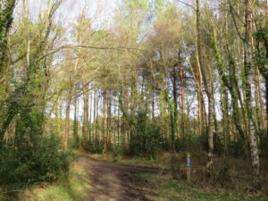 SU0501 : Castleman Trailway near Ferndown