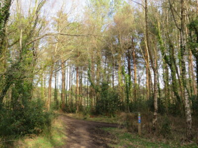 SU0501 : Castleman Trailway near Ferndown