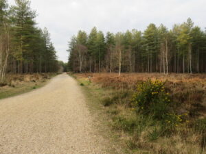 SU1105 : Path in Moors Valley Country Park, near Ringwood