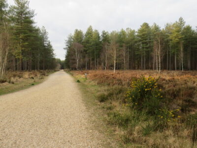 SU1105 : Path in Moors Valley Country Park, near Ringwood