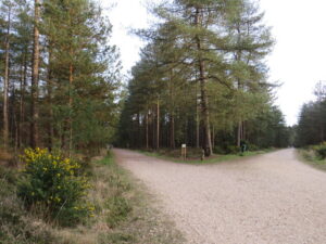 SU1105 : Path junction in Moors Valley Country Park, near Ringwood