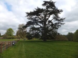 SU8722 : Cedar at Woolbeding Gardens
