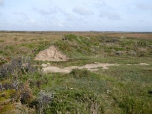 SW6813 : Field boundary near Kynance Cove