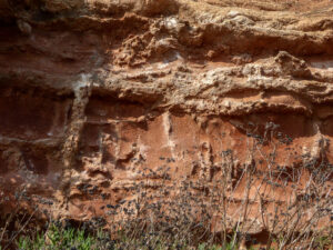 SY0781 : Fossilised  Roots in Cliffs,  Budleigh Salterton, Devon