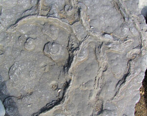 SY3693 : Fossil Tracks in mudslide at Charmouth