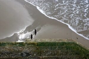 SY3693 : Sea steps and old groyne timbers, Charmouth