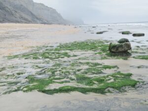 SY3792 : Charmouth Beach