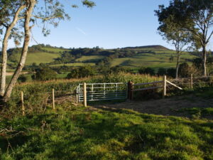 SY4099 : Gate and maize field below Pilsdon Pen