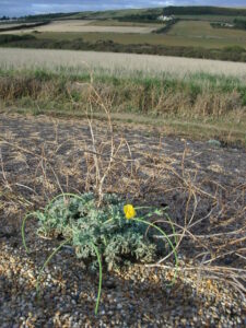 SY5286 : Yellow Horned Poppy (Glaucium flavum), Chesil Beach