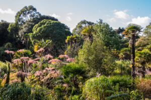 SY5685 : Abbotsbury Subtropical Gardens