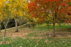 SY5685 : Abbotsbury Subtropical Gardens