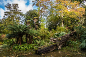 SY5685 : Abbotsbury Subtropical Gardens