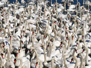 SY5783 : A Crowd of Swans Waiting to be Fed