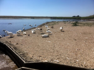 SY5783 : Abbotsbury Swannery