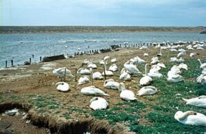 SY5783 : Abbotsbury Swannery