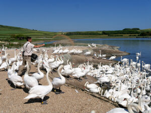 SY5783 : Feeding Time at Abbotsbury Swannery