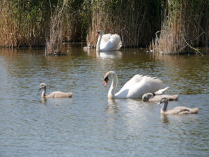 SY5783 : Swans and Cygnets in Rearing Pool at Abbotsbury