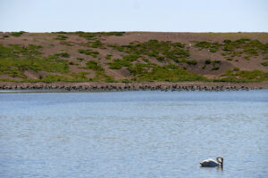 SY5783 : The Fleet and Chesil Bank