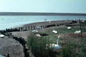 SY5783 : The Swannery at Abbotsbury