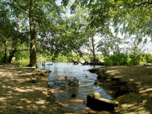 SY5784 : Swans in a Small Lagoon at Abbotsbury