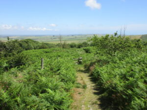 SY6187 : Path on Black Down