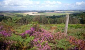 SY6187 : South East from the Monument