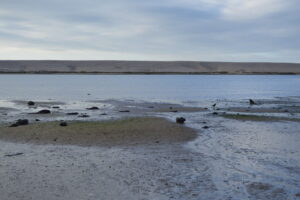 SY6576 : Mud, The Fleet and Chesil Beach