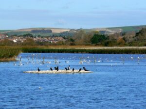 SY6779 : Waterbirds, Radipole Lake Nature Reserve, Weymouth