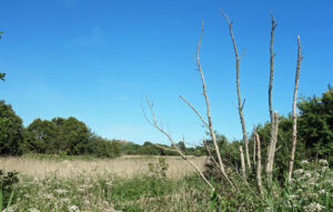 SY6780 : Reed Beds, Radipole Lake