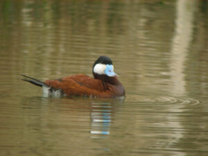 SY6780 : Ruddy Duck (Oxyura jamaicensis)