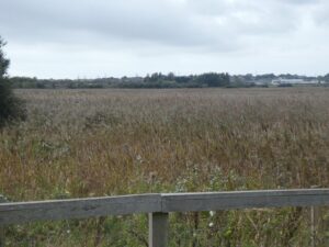 SY6981 : Reeds as far as one can see, Lodmoor nature reserve, Weymouth