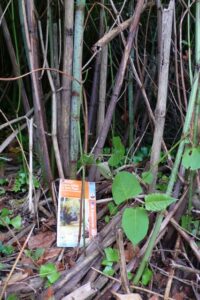 SY7894 : Japanese Knotweed at Tolpuddle
