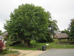 SY7994 : Tolpuddle Martyrs' tree