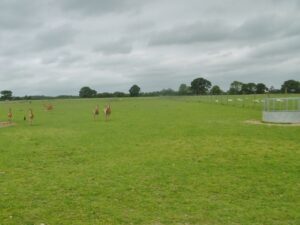 SY9392 : Organford, deer grazing